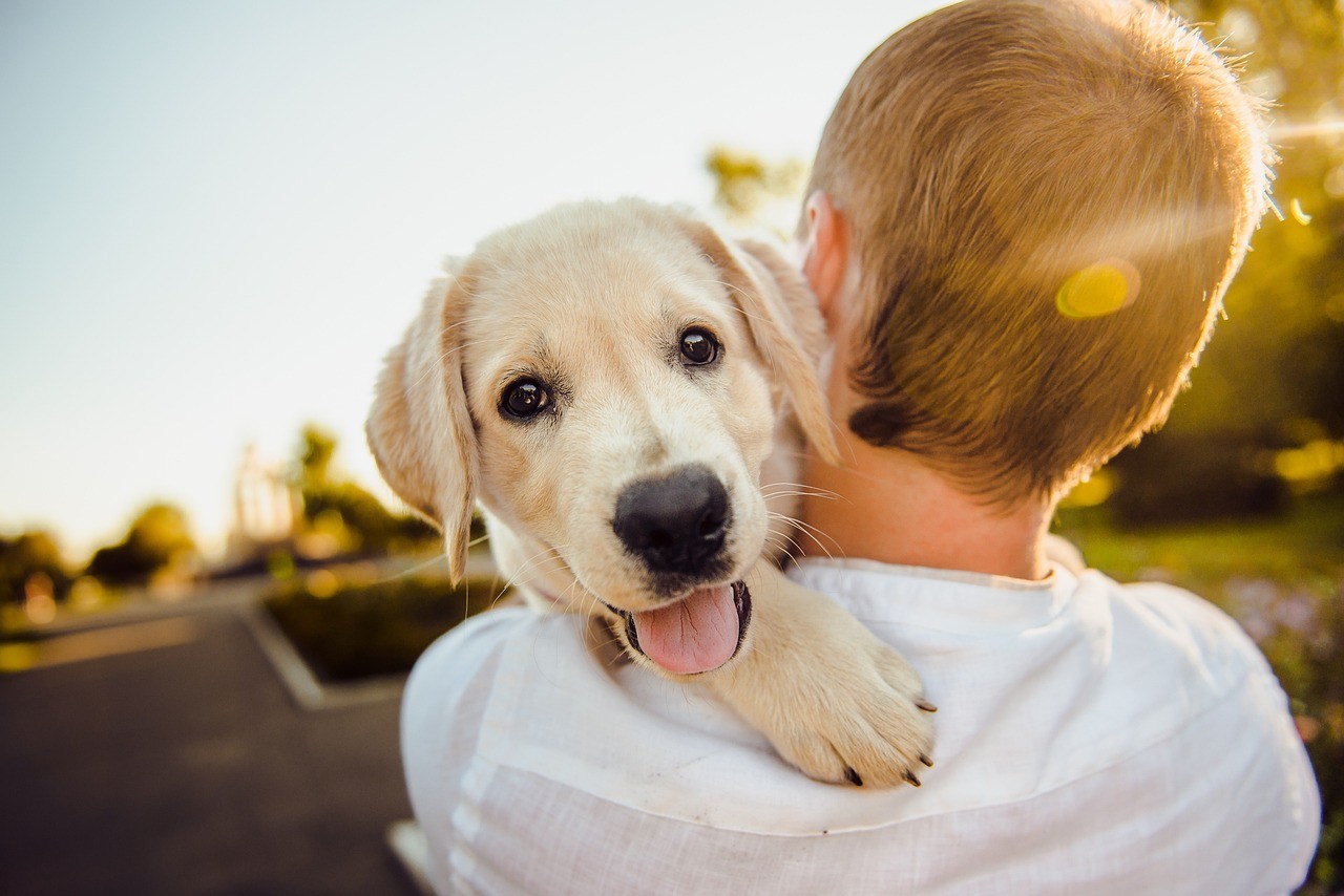 Lost a Pet? Use the Missing Pet Finder Now