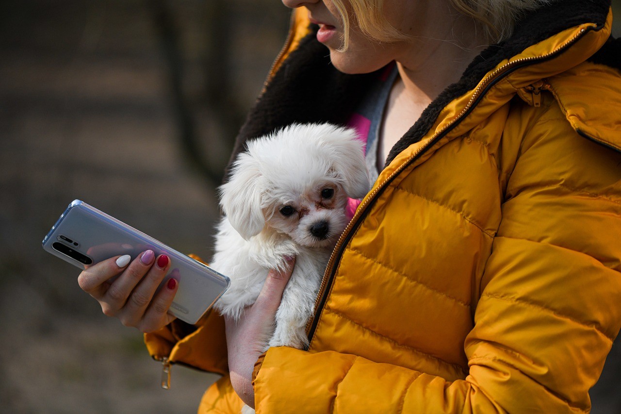 Lost a Pet? Use the Missing Pet Finder Now