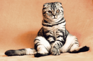 The Cat Translator Apps: Decode Meows Now