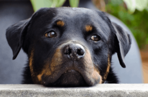 Best Pet Rescue Apps Choices for Animal Lovers