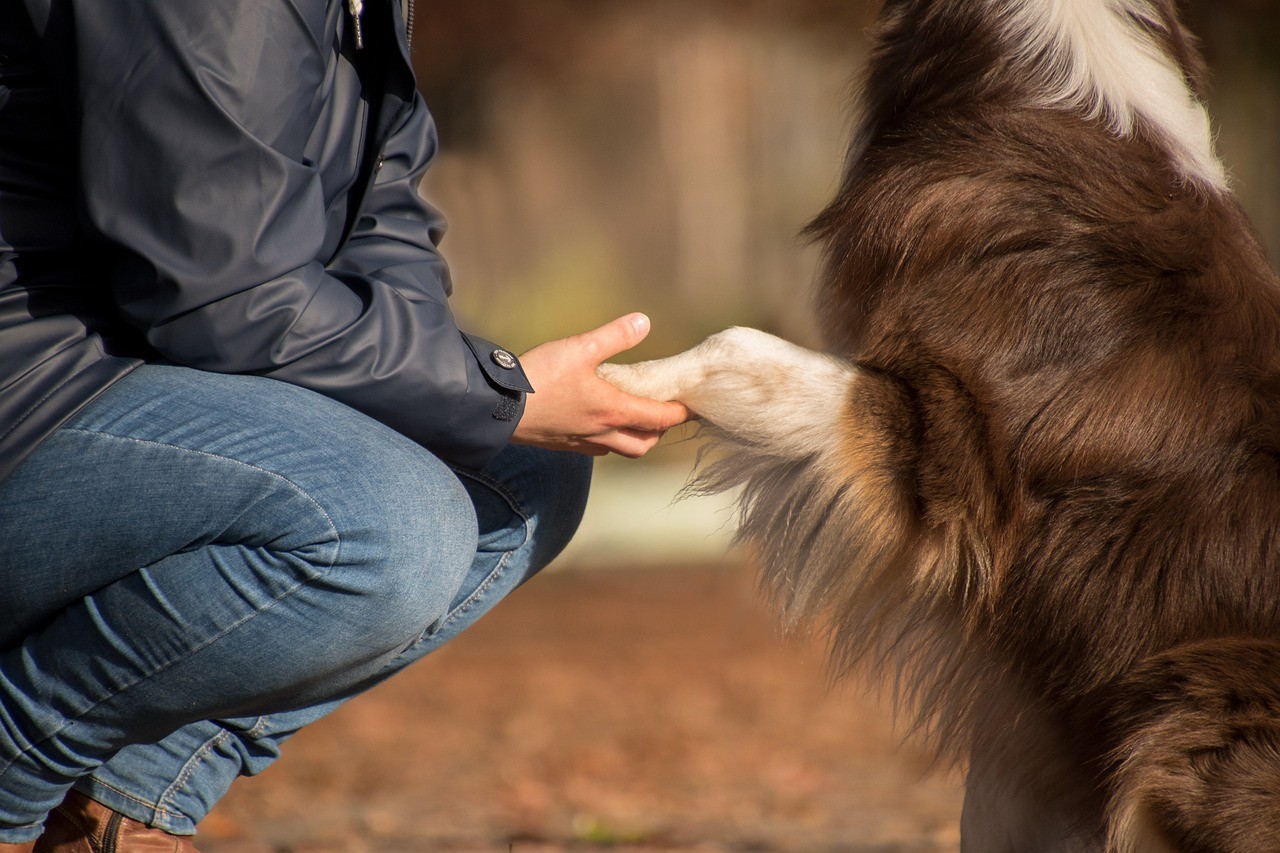 Tune into Your Dog's Thoughts With Dog Translator: Top 7