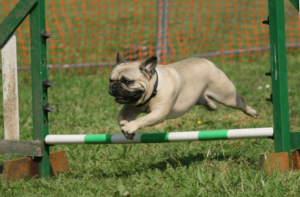 5 Dog Whistle Apps: Effective Training for Your Pet