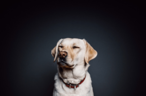 Pet Monitor Apps: Constant Care, 24/7