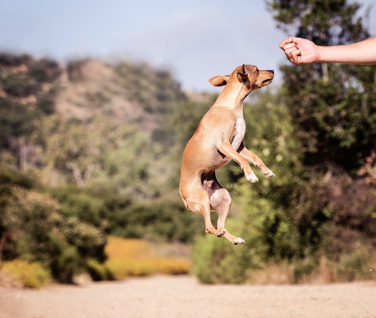 Train Like a Pro: Best Dog Training Apps Revealed