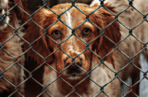 Discover Nearby Shelters with Animal Shelter App