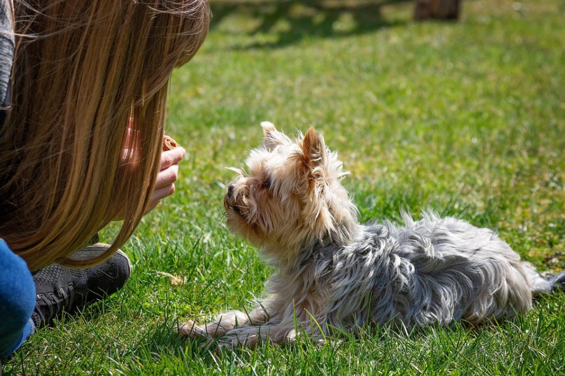 Train Like a Pro: Best Dog Training Apps Revealed