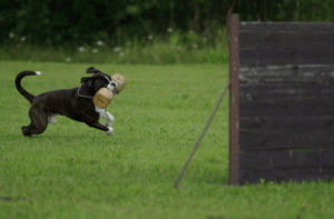 Train Like a Pro: Best Dog Training Apps Revealed