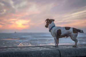Lost a Pet? Use the Missing Pet Finder Now