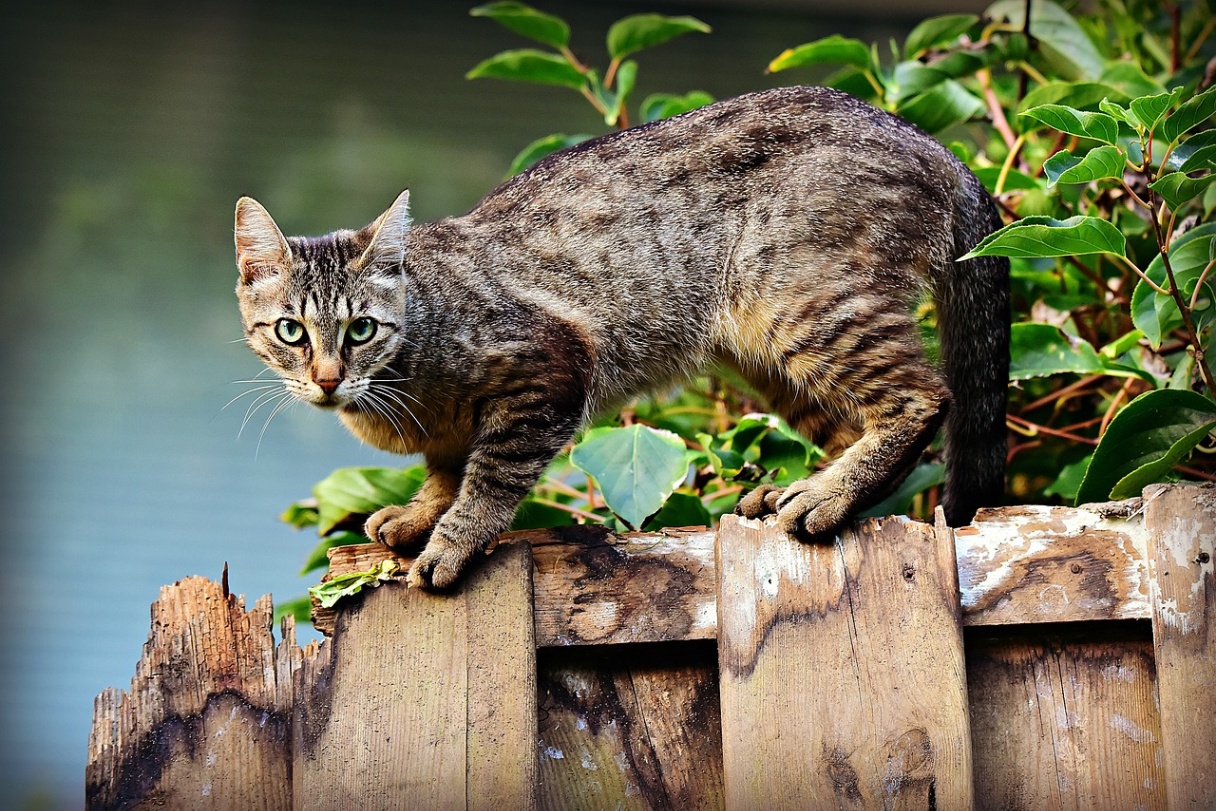 The Cat Translator Apps: Decode Meows Now