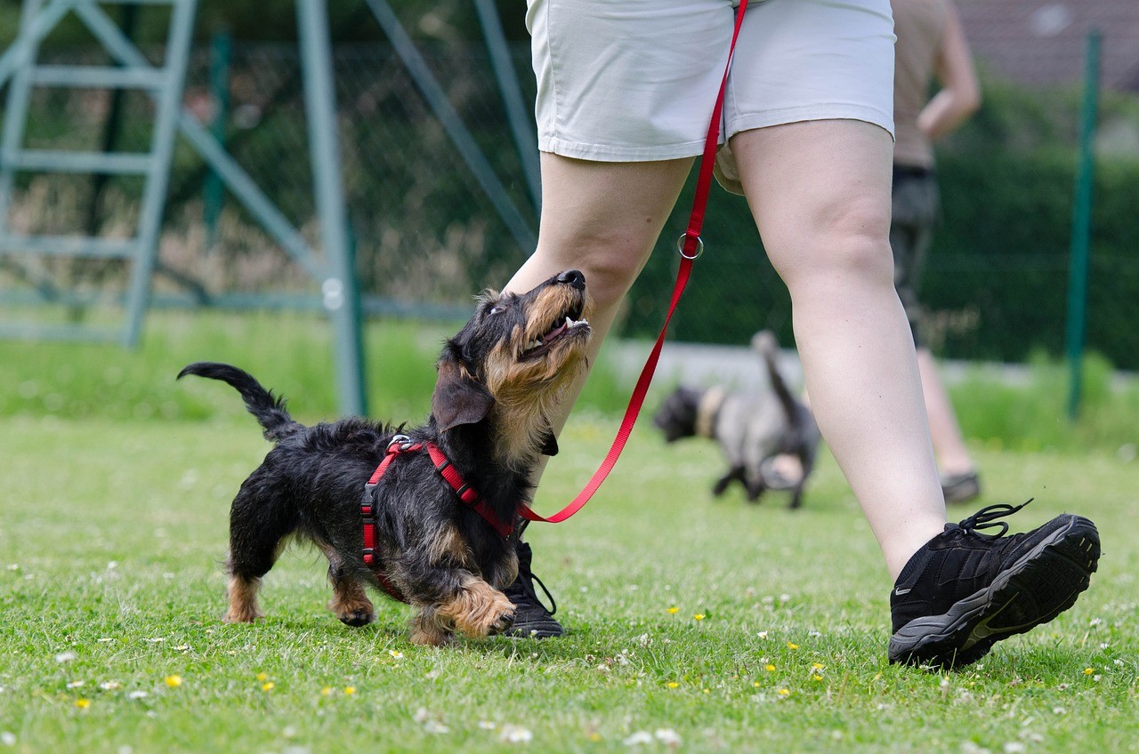 5 Dog Whistle Apps: Effective Training for Your Pet